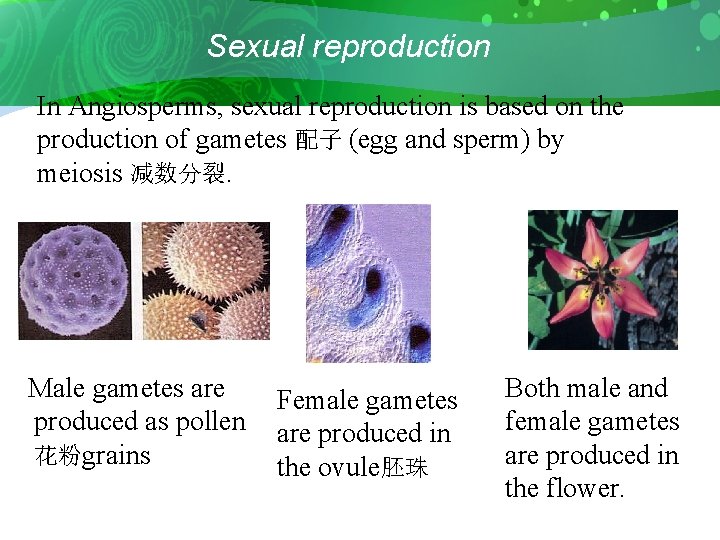 Sexual reproduction In Angiosperms, sexual reproduction is based on the production of gametes 配子