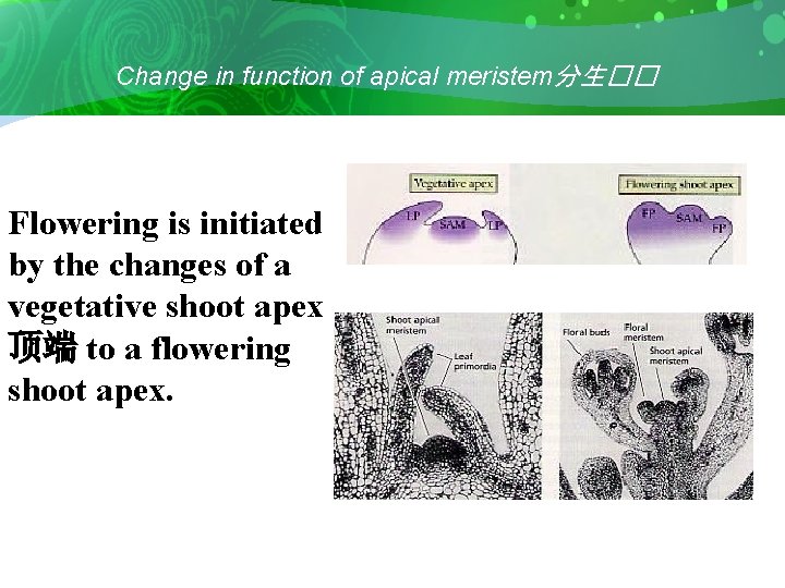 Change in function of apical meristem分生�� Flowering is initiated by the changes of a
