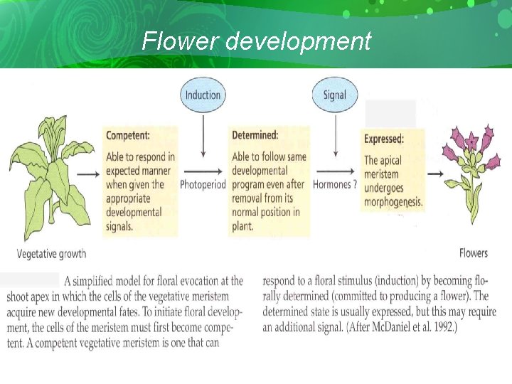 Flower development 