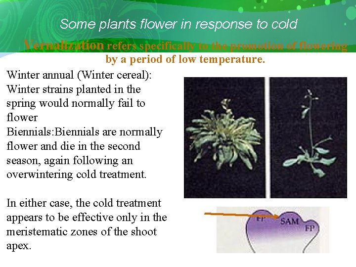Some plants flower in response to cold Vernalization refers specifically to the promotion of