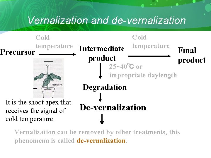 Vernalization and de-vernalization Cold temperature Intermediate Precursor Cold temperature product 25~40℃ or impropriate daylength