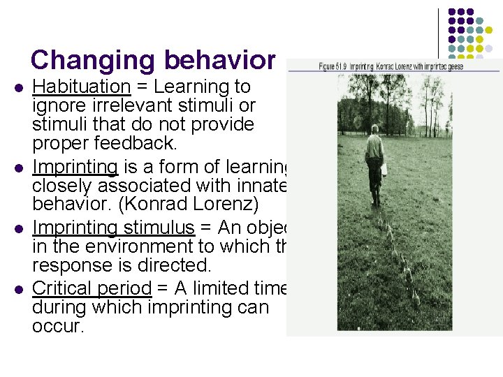 Changing behavior l l Habituation = Learning to ignore irrelevant stimuli or stimuli that