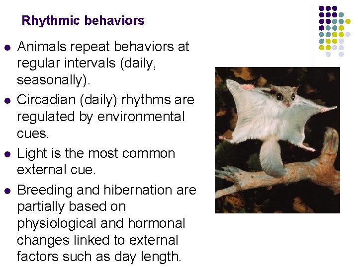 Rhythmic behaviors l l Animals repeat behaviors at regular intervals (daily, seasonally). Circadian (daily)