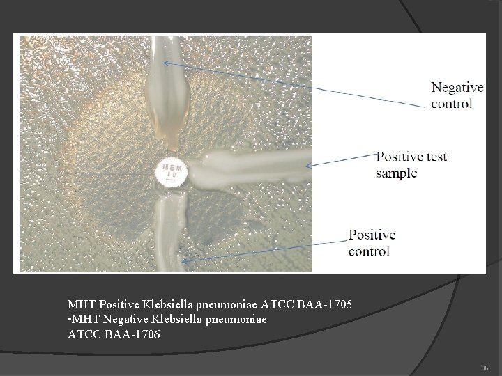 MHT Positive Klebsiella pneumoniae ATCC BAA-1705 • MHT Negative Klebsiella pneumoniae ATCC BAA-1706 36