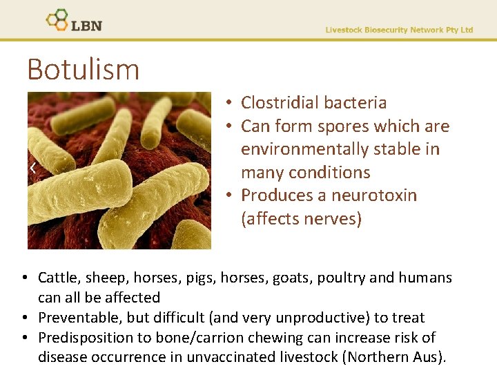 Botulism • Clostridial bacteria • Can form spores which are environmentally stable in many