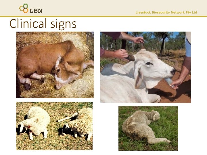 Clinical signs • • • Sudden death Ascending flaccid paralysis Drooling Trouble swallowing Often