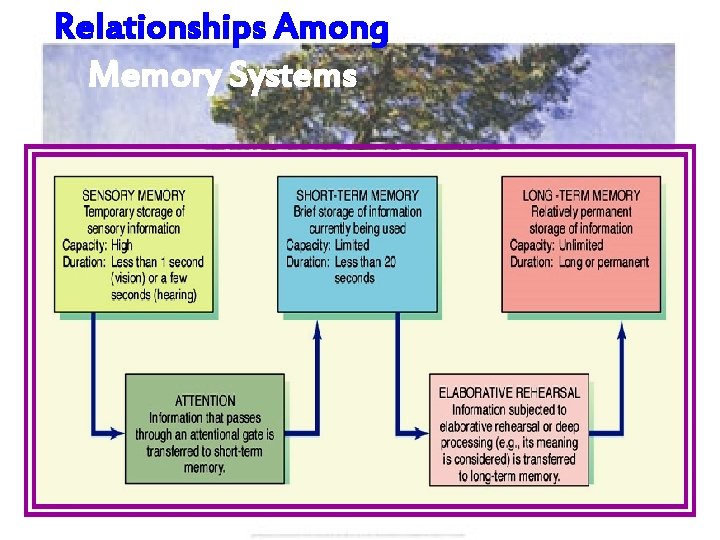 Relationships Among Memory Systems 