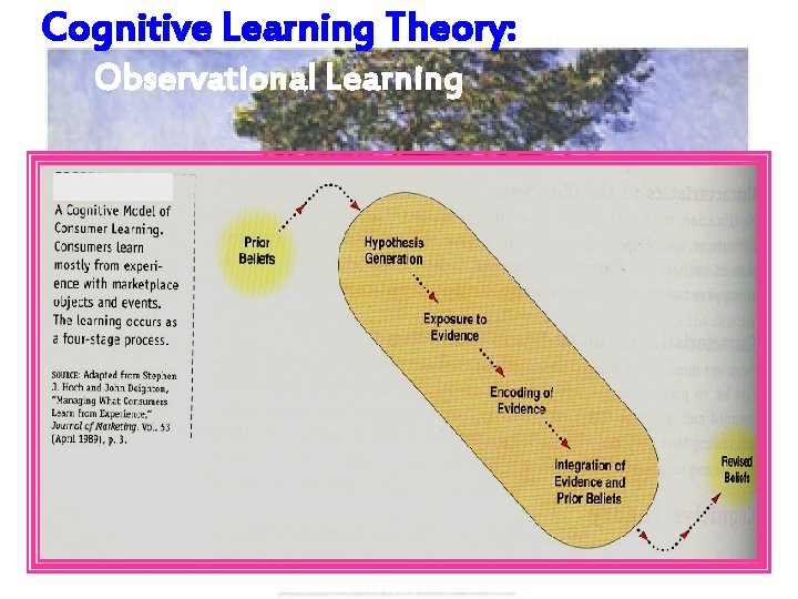 Cognitive Learning Theory: Observational Learning 