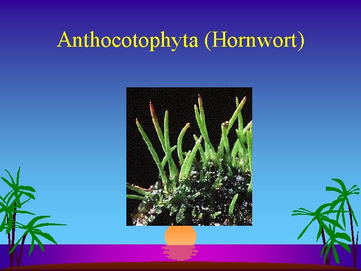 Anthocotophyta (Hornwort) 