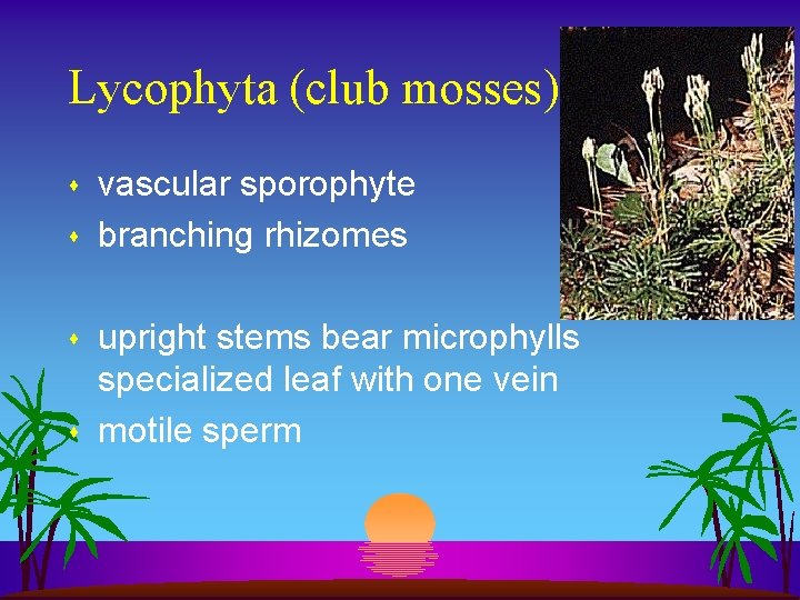 Lycophyta (club mosses) s s vascular sporophyte branching rhizomes upright stems bear microphylls specialized