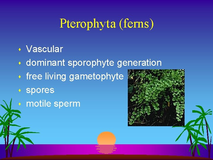 Pterophyta (ferns) s s s Vascular dominant sporophyte generation free living gametophyte spores motile