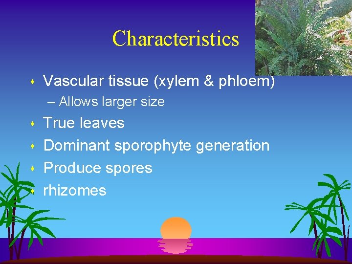 Characteristics s Vascular tissue (xylem & phloem) – Allows larger size s s True