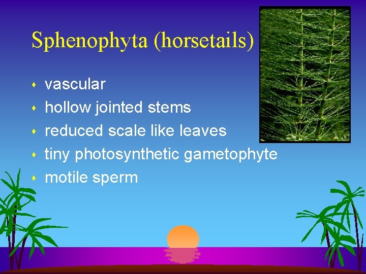 Sphenophyta (horsetails) s s s vascular hollow jointed stems reduced scale like leaves tiny