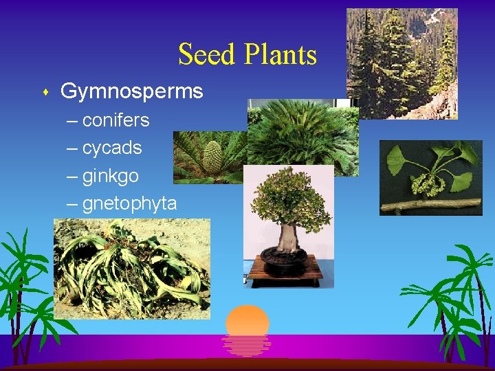 Seed Plants s Gymnosperms – conifers – cycads – ginkgo – gnetophyta 