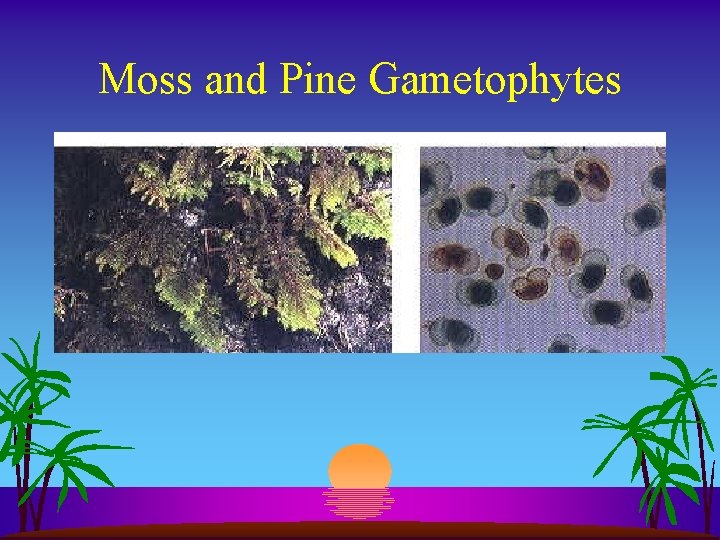 Moss and Pine Gametophytes 