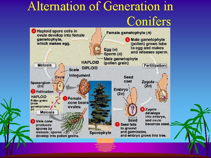 Alternation of Generation in Conifers 