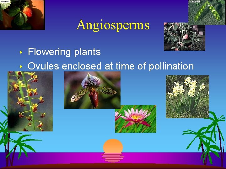 Angiosperms s s Flowering plants Ovules enclosed at time of pollination 