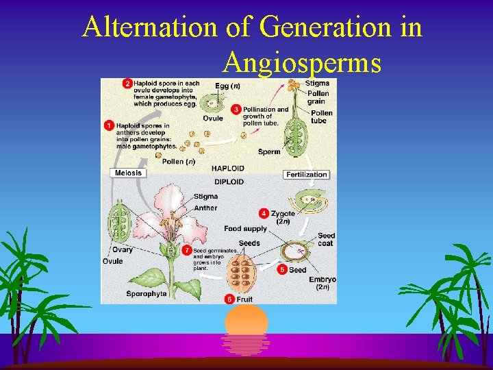 Alternation of Generation in Angiosperms 