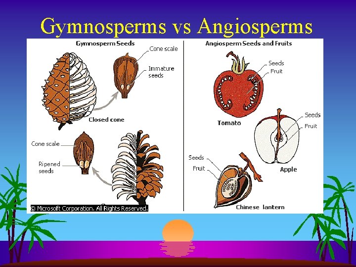 Gymnosperms vs Angiosperms 