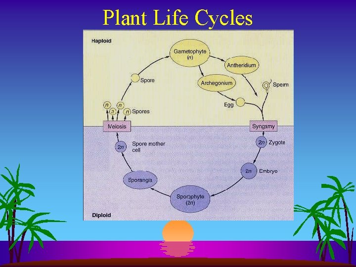 Plant Life Cycles 