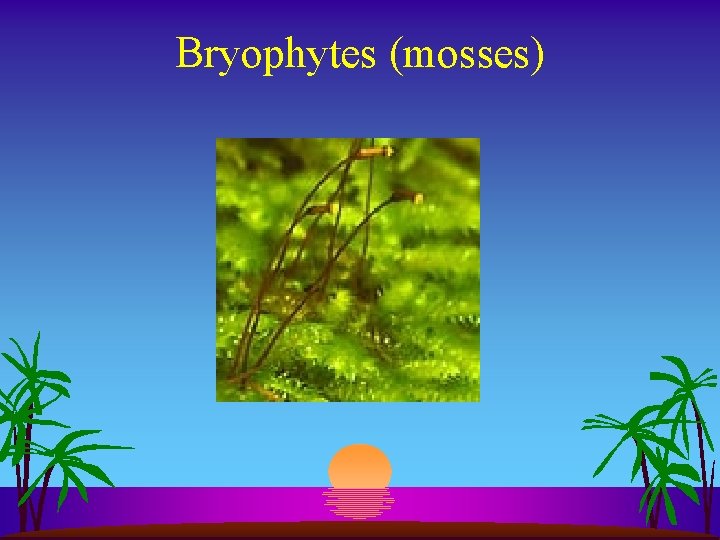 Bryophytes (mosses) 