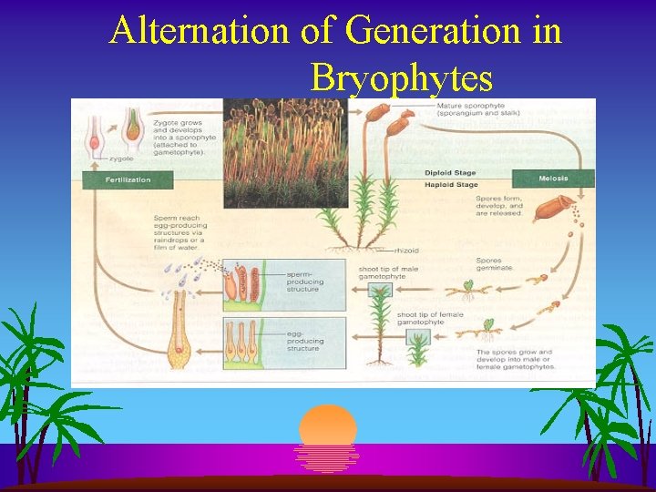 Alternation of Generation in Bryophytes 