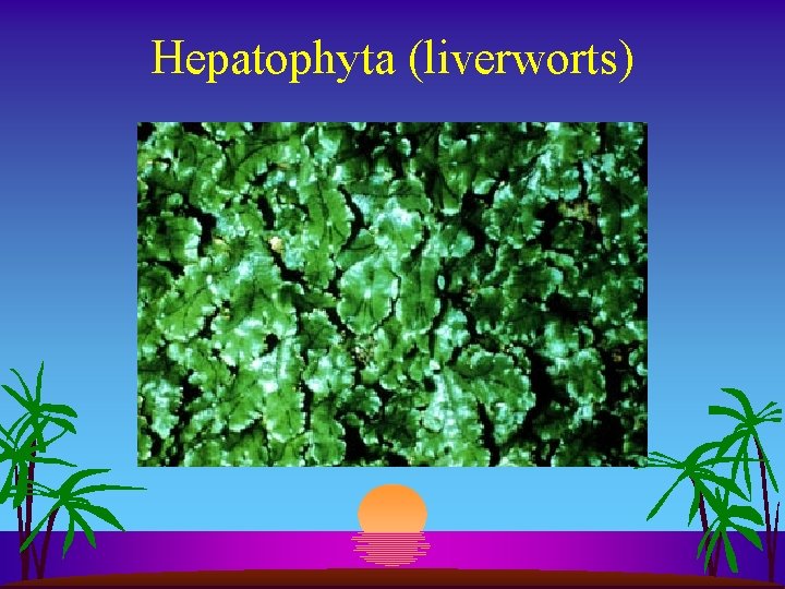 Hepatophyta (liverworts) 