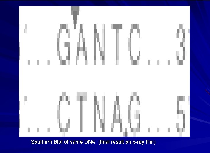 Southern Blot of same DNA (final result on x-ray film) 