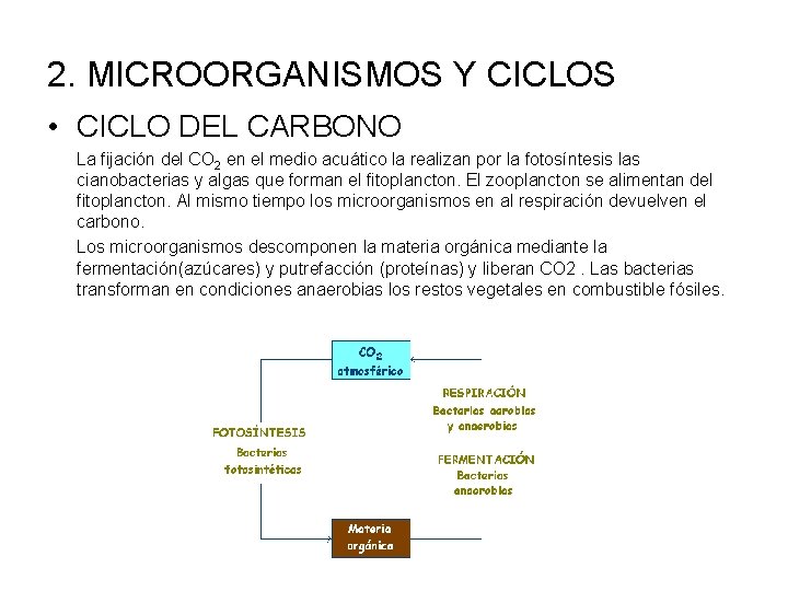 2. MICROORGANISMOS Y CICLOS • CICLO DEL CARBONO La fijación del CO 2 en