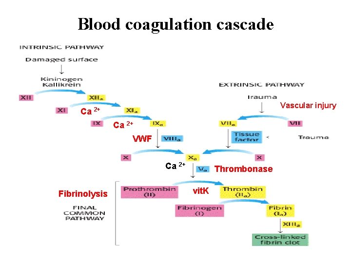 Blood coagulation cascade Vascular injury Ca 2+ VWF Ca 2+ Fibrinolysis Thrombonase vit. K