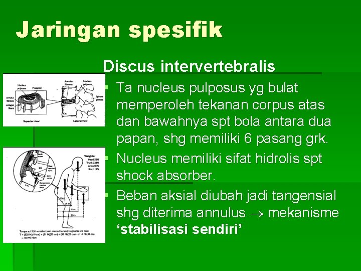 Jaringan spesifik Discus intervertebralis § Ta nucleus pulposus yg bulat memperoleh tekanan corpus atas