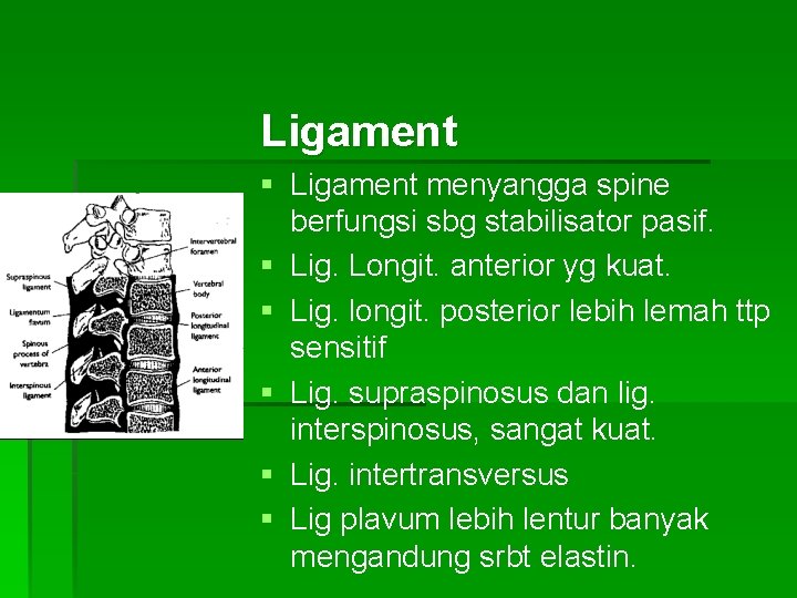 Ligament § Ligament menyangga spine berfungsi sbg stabilisator pasif. § Lig. Longit. anterior yg