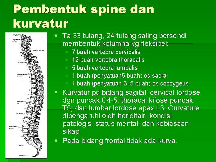 Pembentuk spine dan kurvatur § Ta 33 tulang, 24 tulang saling bersendi membentuk kolumna