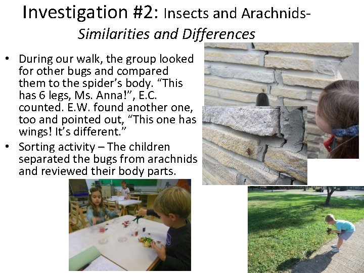 Investigation #2: Insects and Arachnids. Similarities and Differences • During our walk, the group