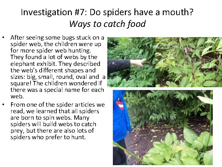 Investigation #7: Do spiders have a mouth? Ways to catch food • After seeing