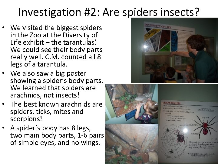 Investigation #2: Are spiders insects? • We visited the biggest spiders in the Zoo