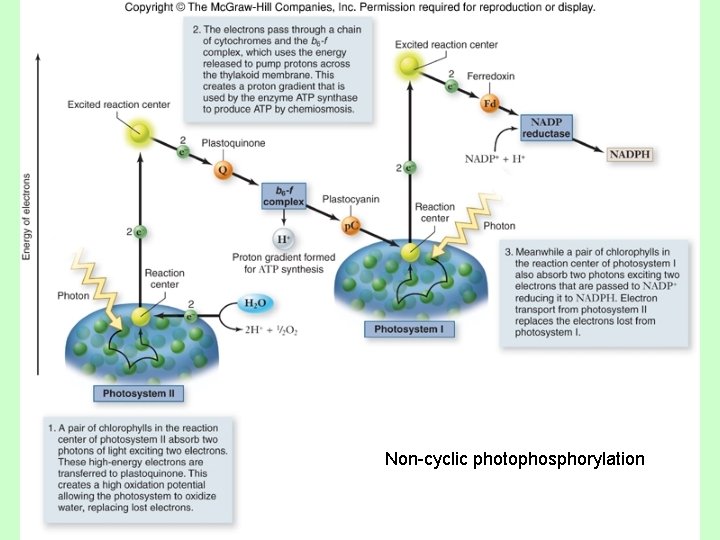 Non-cyclic photophosphorylation 