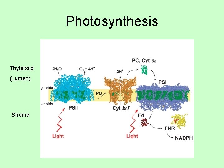 Photosynthesis Thylakoid (Lumen) Stroma 