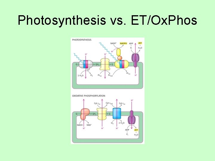 Photosynthesis vs. ET/Ox. Phos 