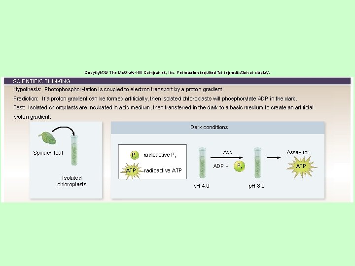 Copyright © The Mc. Graw-Hill Companies, Inc. Permission required for reproduction or display. SCIENTIFIC