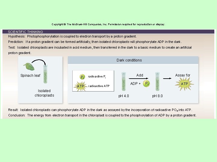 Copyright © The Mc. Graw-Hill Companies, Inc. Permission required for reproduction or display. SCIENTIFIC