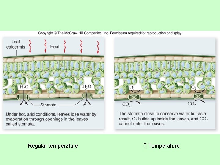 Regular temperature Temperature 