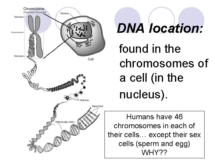 DNA location: found in the chromosomes of a cell (in the nucleus). Humans have