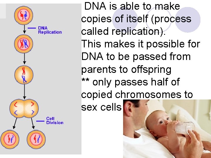 DNA is able to make copies of itself (process called replication). This makes it