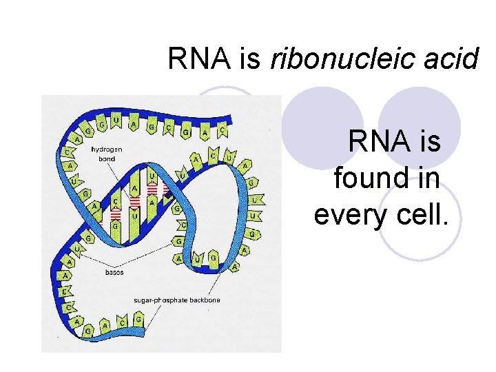 RNA is ribonucleic acid RNA is found in every cell. 