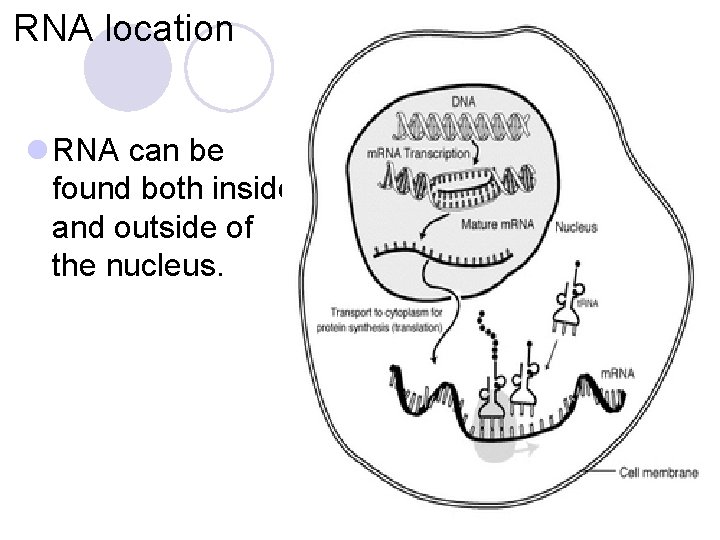 RNA location l RNA can be found both inside and outside of the nucleus.