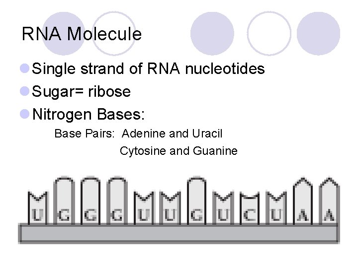 RNA Molecule l Single strand of RNA nucleotides l Sugar= ribose l Nitrogen Bases: