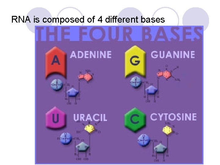 RNA is composed of 4 different bases 