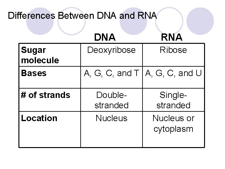 Differences Between DNA and RNA DNA Sugar molecule Bases # of strands Location Deoxyribose