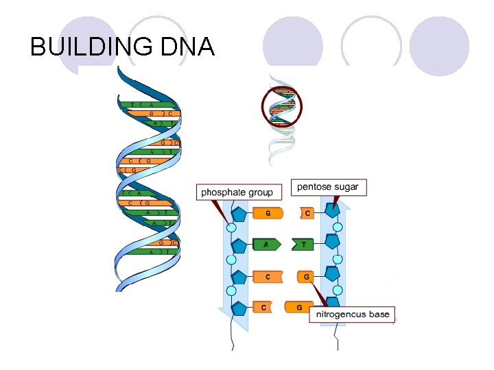 BUILDING DNA 